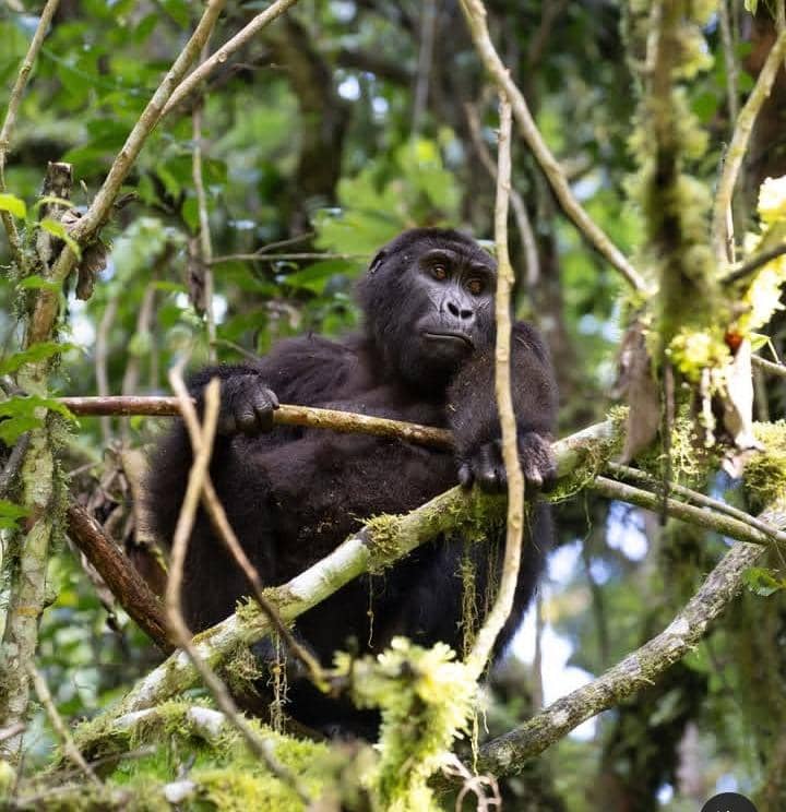 Magnificent_Gorilla_Rainforest_Adventure