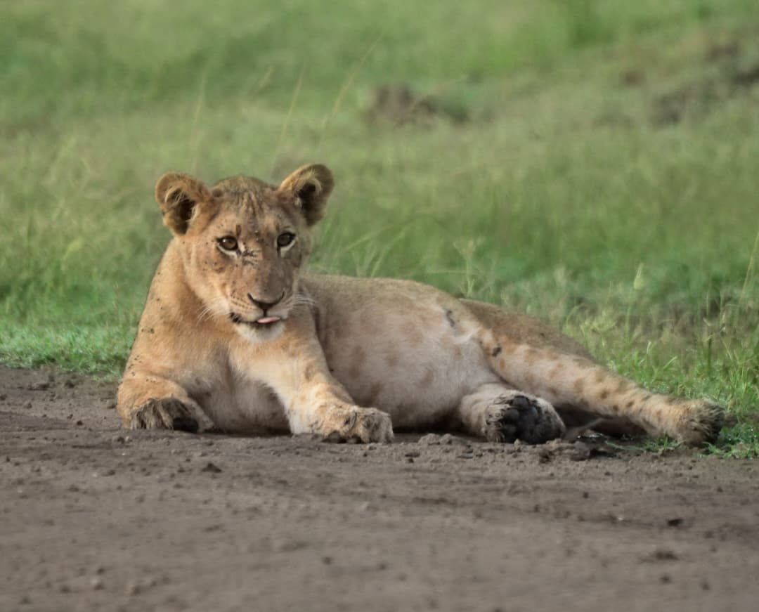 Majestic_Savannah_Wildlife_Adventure